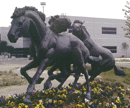 Sculpture: Mustangs, by sculptor Raymond Persinger, City of Brea, California
